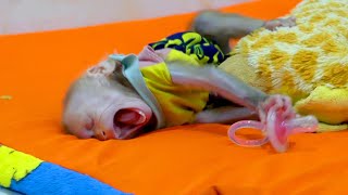 Funny Way Baby Monkey Alan Falling Asleep In Afunny Way