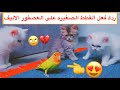 القطط الصغيره و العصفور لاول مره 😍 شوفوا ردة فعلهم / Mohamed Vlog