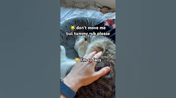 Lazy cat enjoys tummy rub and starts her big purr #cat #cute #purr