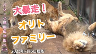 【今日のライオン】魅力爆発の子供達にパパ暴走⁈滑る、怒る、固まる。オリトイオ家族vol287@旭山動物園/This is Japan's famous lion family!