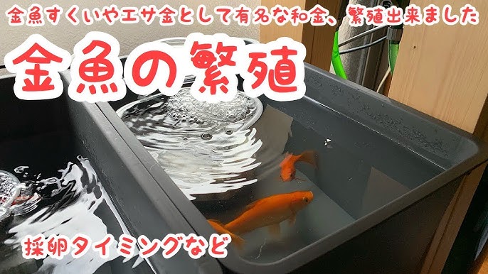 ココア浴で便秘解消 Youtube