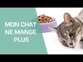 Mon chat ne mange plus - Animaux