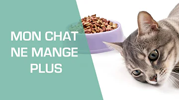 Pourquoi mon chat ne boit plus et ne mange plus ?