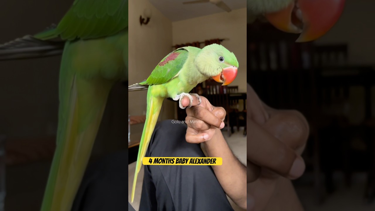 4 months Baby Alexander showing his expressions 