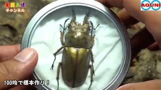 【昆虫標本】100均で簡単に作れちゃうクワガタ標本の作り方 Beetle or stag beetle videos Beetle or stag beetle videos