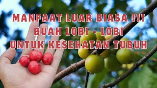 20 Manfaat Buah Lobi Lobi Yang Mungkin Belum Anda Ketahui !