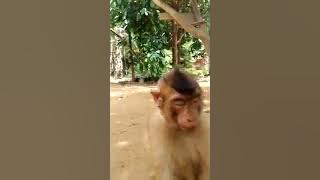 Monyet lucu lagi galau #