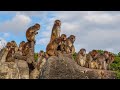 Food Calls by Japanese Macaques at Ichikawa City Zoo｜Punch before introduction to the troop 市川市パンチくん