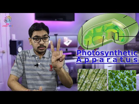 Video: Vilka organeller är involverade i fotosyntesen?