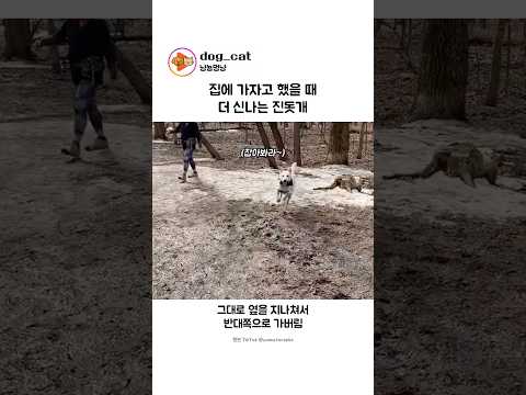 집에 가자고 했을 때 더 신나는 진돗개 thumbnail