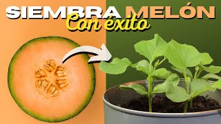 Cómo SEMBRAR MELÓN en CASA  2 Métodos ✅