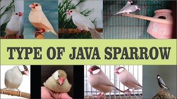 Types Of Java Sparrows | Java Finch Mutations | AB45 Aviary