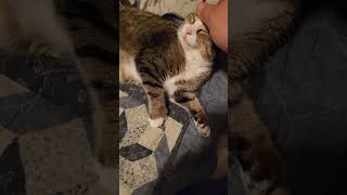 playful sleepy cats in bed by Kurt Smolek 688 views 7 months ago 2 minutes, 52 seconds