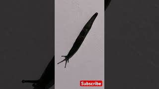 Black Slug