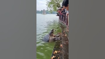 Chỉ mong 1 lần được nhìn thấy cụ rùa hồ gươm #curua #short #hoguom