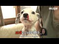 "사고는 내가 칠게 사과는 누가 할래?" 아기 달마시안이 코피 흘린 이유ㅋㅋㅣDalmatian Dog Siblings Are Angelic, Only When They're..