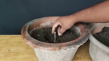 Air Layering in Water  Guava Tree propagation New Method  1 Year Updates From Rooting To Harvest