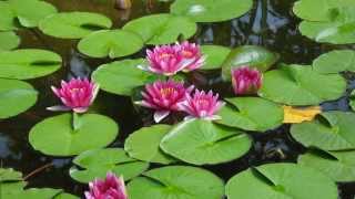 A Meditation to Find Your True Self