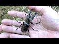 昼間にミヤマクワガタを捕まえる方法を徹底指導します。How to catch mountain stag beetles Lucanus maculifemoratus