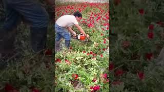 Proses Unik Panen Tanaman Mawar Menggunakan Mesin Potong Otomatis