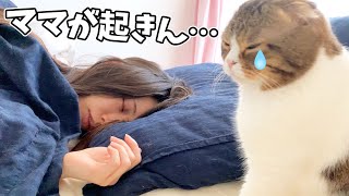 パパ猫「ママが起きません…」