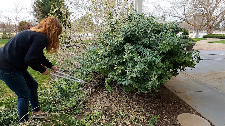 3 Beskärningsprojekt för buskar: Euonymus, fjärilsbuske och standard-hortensia! ✂️✂️✂️