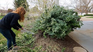 3 Shrub Pruning Projects: Euonymus, Butterfly Bush & Hydrangea Standard! ✂️✂️✂️ // Garden Answer