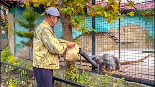 И ЖАЛКО и СМЕШНО! Гамадрил Джоник дорвался до семейной жизни и не дает любовного спуску СВОИМ ЖЕНАМ!