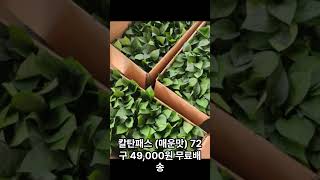 [신바람 플랜트 협력업체 판매상품 1533-5932] 다양한 고추모종 택배판매 진행합니다