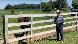 ￼AQHA young horse development program￼￼ Application 2023￼ Video essay￼. ￼
