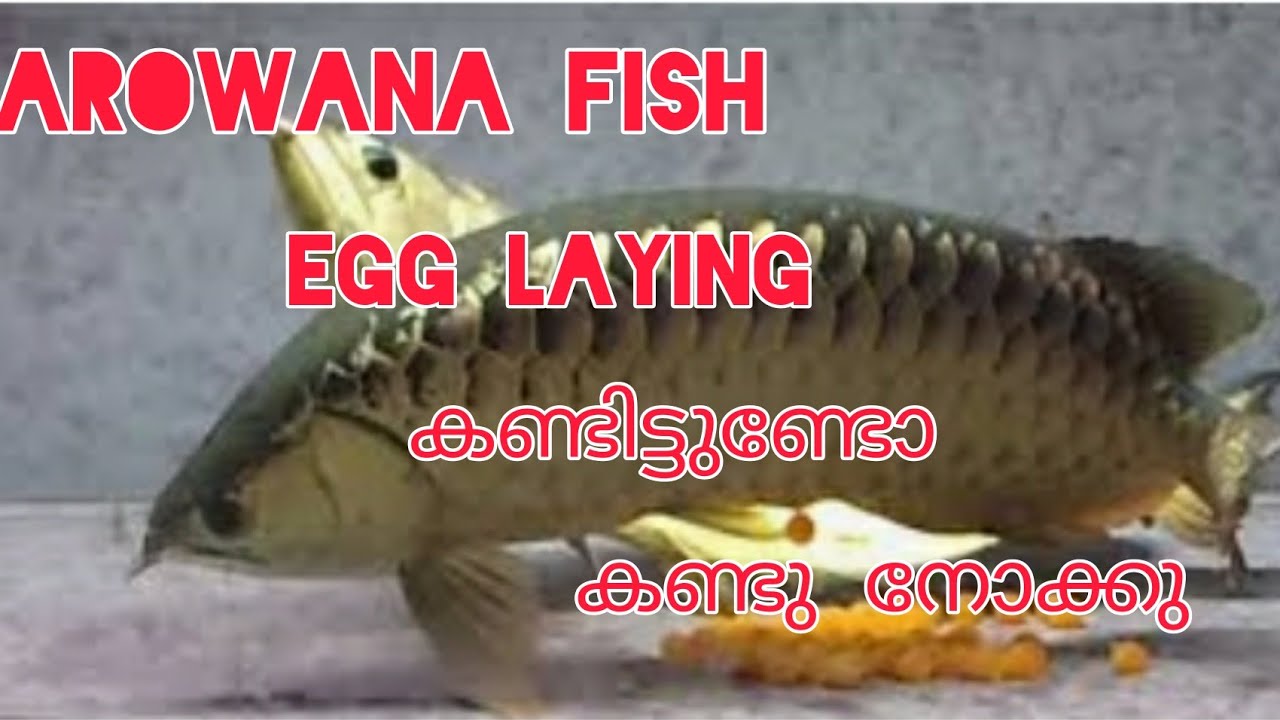 arowana fish laying egg YouTube