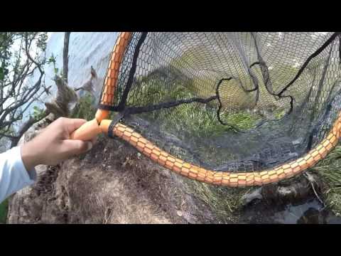 How To Catch And Rig Fiddler Crabs For Catching Redfish, Black Drum, & Sheepshead