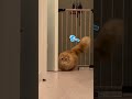 トイレ警備出動👮 #マンチカン #ミヌエット #cat #kittey #kitten