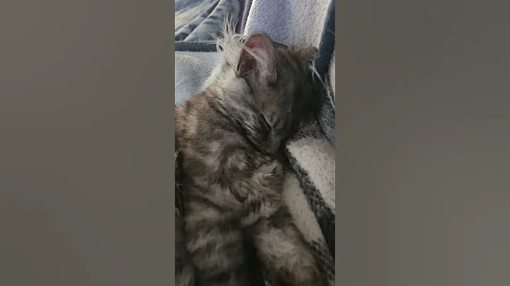 Video 11424781: mainecoon kitten catlover cats, mainecoon cat kitten kitty, mainecoon baby cats kittens, catlovers furry