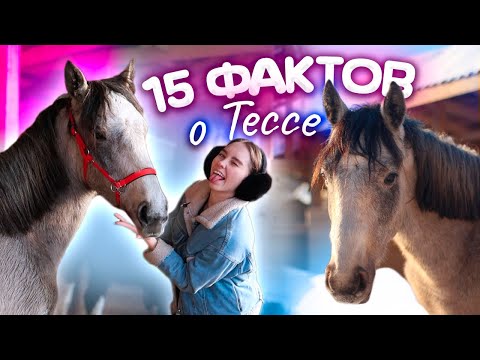 Видео: 15 ФАКТОВ о Тессе / Факты о лошадях
