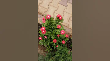 زهور الربيع 