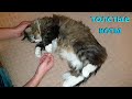 Василий и Мурзик - самые толстые коты. Our cats are the fattest ones
