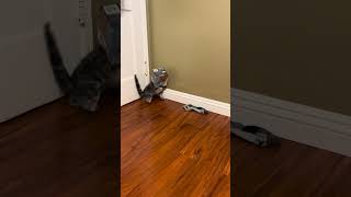 Cat Gets Head Stuck in Box as Owner Helps