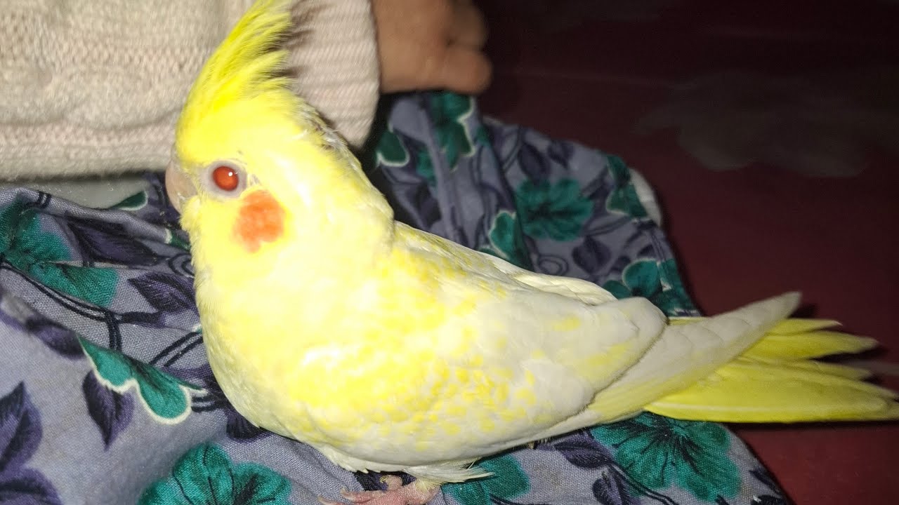 Piku Babu is live 🥰 | চল আড্ডা দেই ☕️