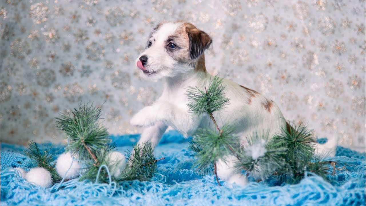 Ноузворк для Лавы - YouTube