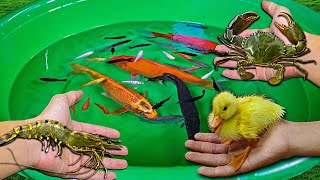 Cute Baby Duck Big Crab Shrimp Ping Pong Guppy Goldfish Carps Tiger Barb Cute Animals Video