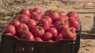 Les grand Serres &quot; alternative à résoudre les problèmes de la culture des légumes