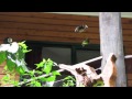 Cairns birdwing butterflies