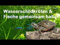 Wasserschildkröten mit Fischen gemeinsam halten