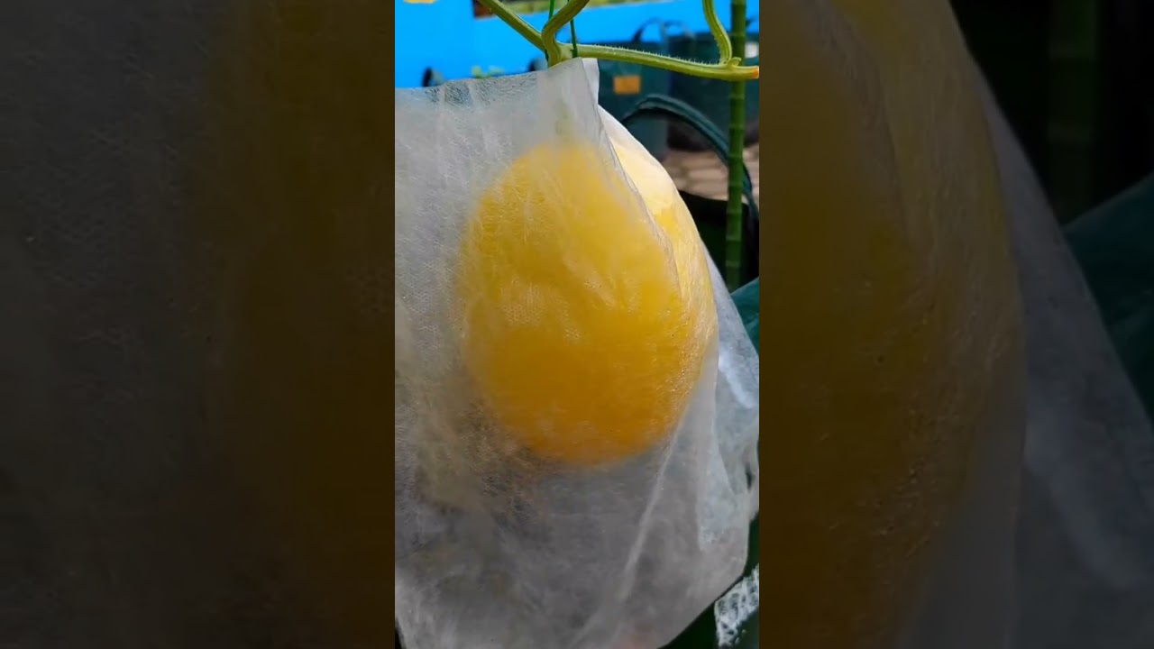 budidaya melon media planterbag#shorts #melon #planterbag #watermelon #