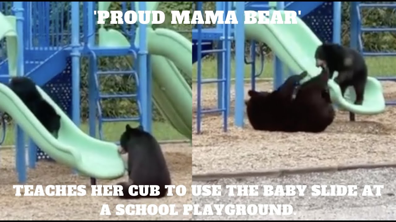 Mamma Bear Takes her Cub to school and teaches him how to use the ...