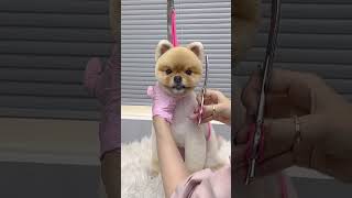 MEME DOG Shiba Inu Gets a Facelift! #shibainu #grooming #facetriming #puppy #cutedog #shorts