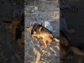 he got caught!
