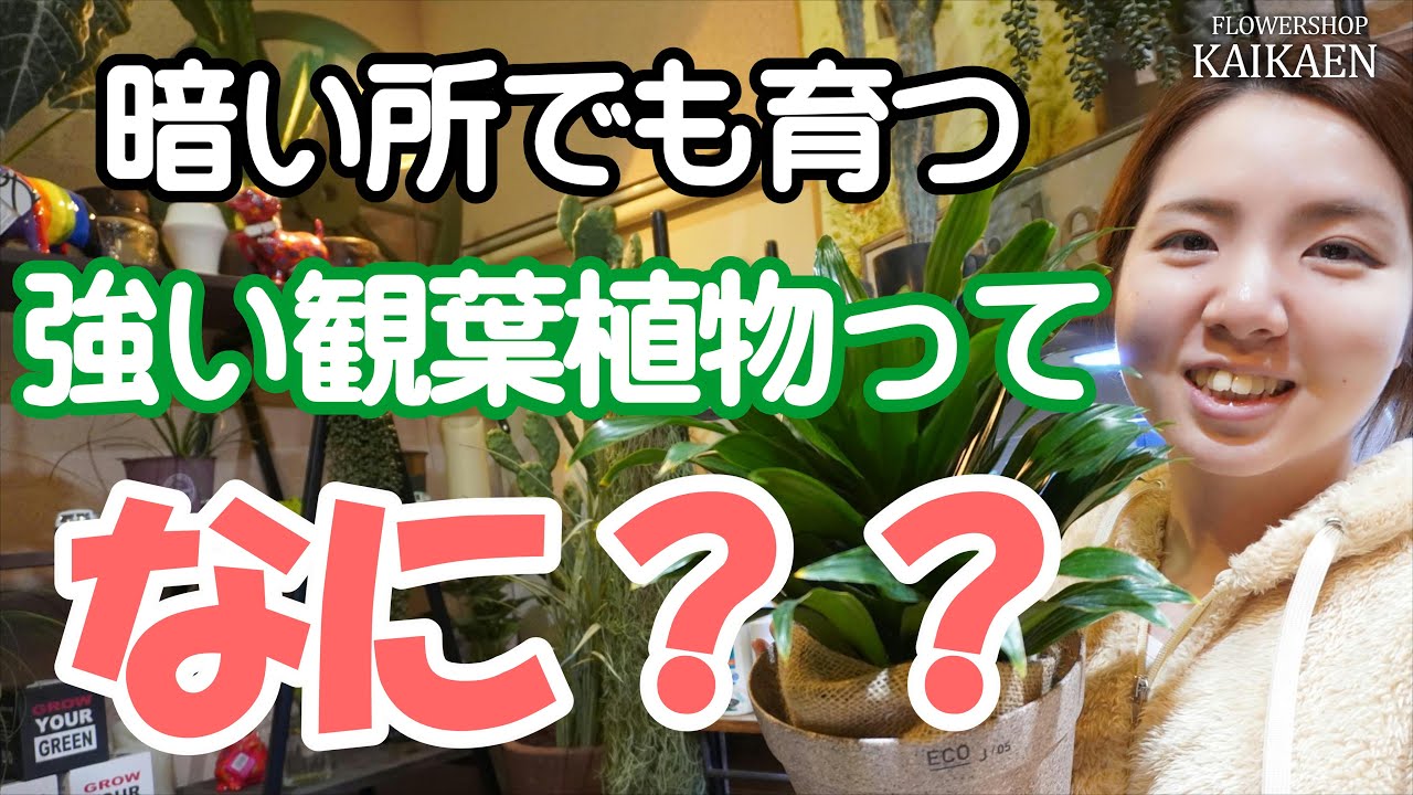 ドラセナ コンパクタ 暗い所でも 育つ 強い 観葉植物 教えます おうちでガーデニング 開花園チャンネル Youtube