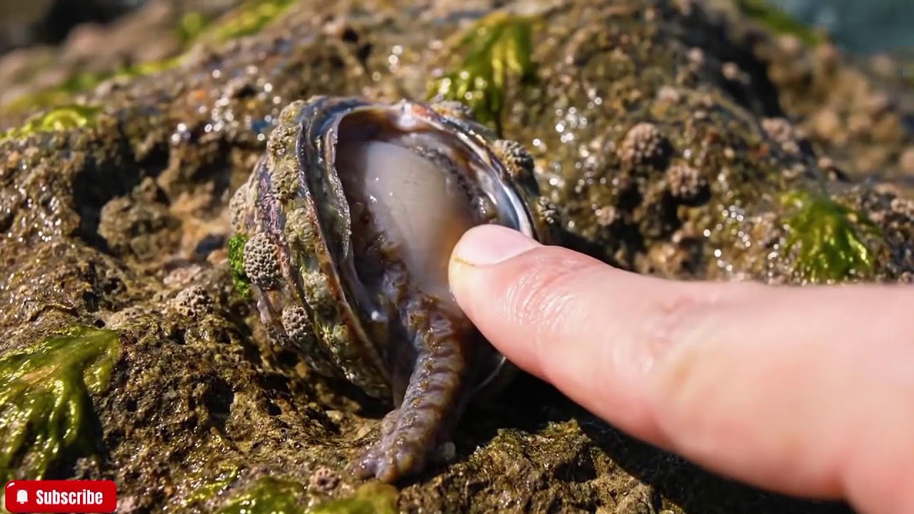 🔴 Relaxing ASMR for Sleep | Gently Cleaning Abalone with Soft Brush Sounds (No Talking)